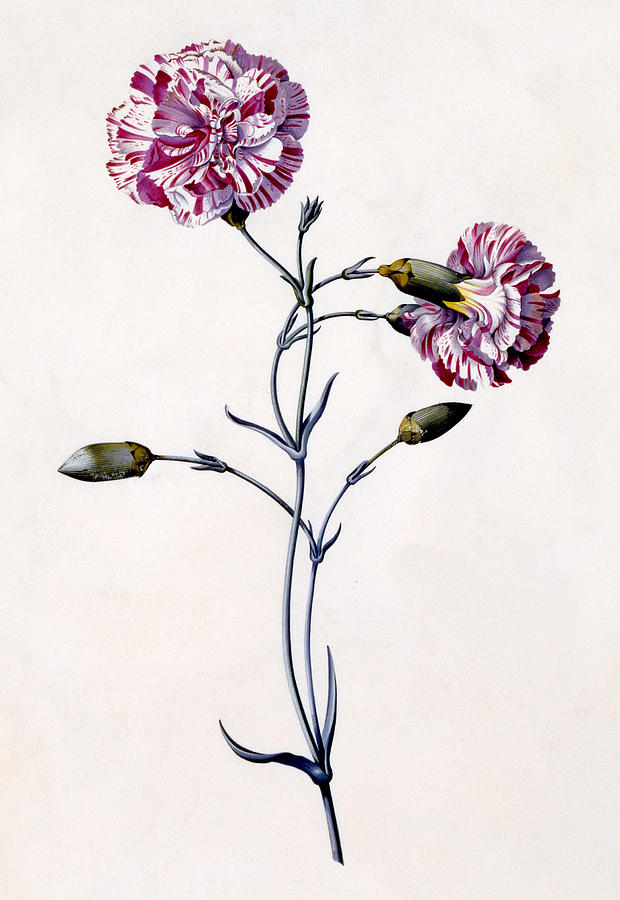 Carnation Painting by Georg Dionysius Ehret - Fine Art America