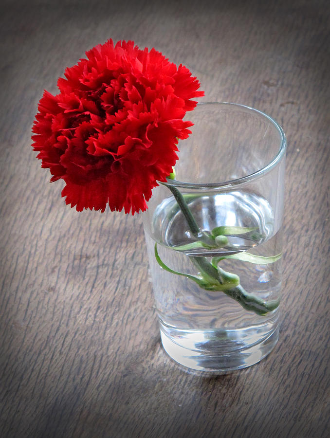 Carnation in a Glass Photograph by Dave Mills