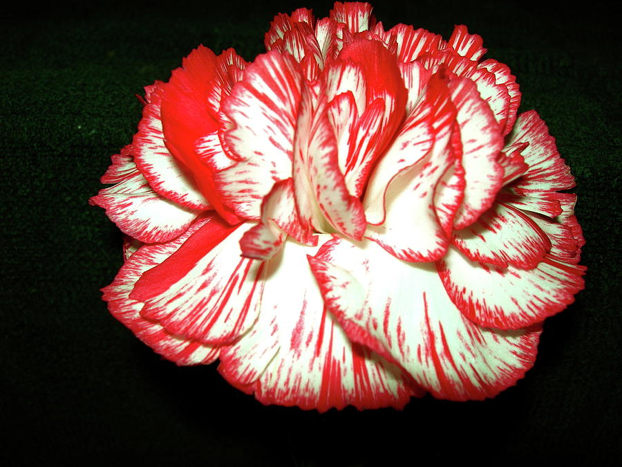 Carnation in the Black Photograph by Randy Rosenberger