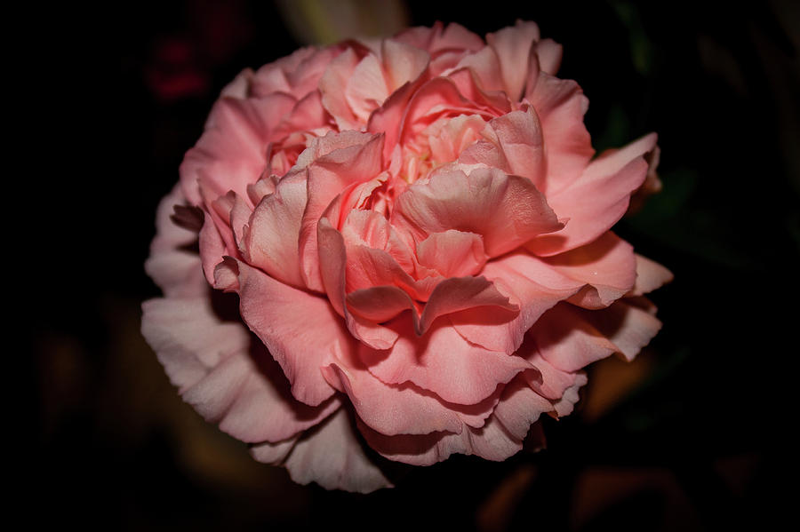 Peach Photograph - Carnation by Rose McClure