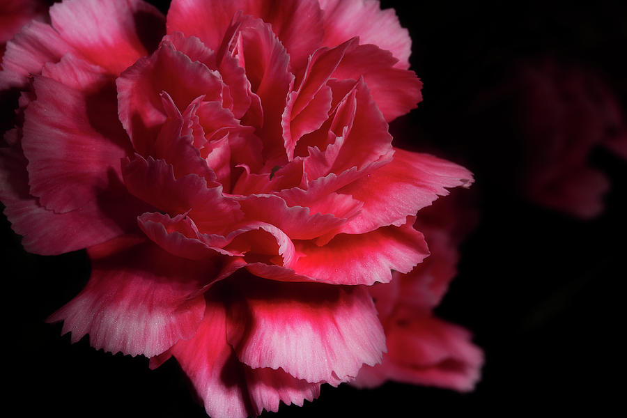 Carnation Series 5 Photograph by Mike Eingle