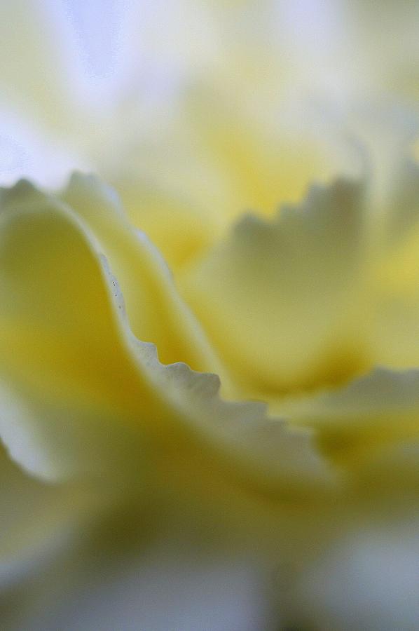 Carnation Swirl Photograph by Laurie Perry