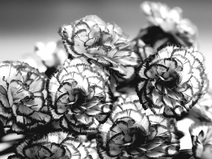 Carnations In Black and White Photograph by Theresa Campbell