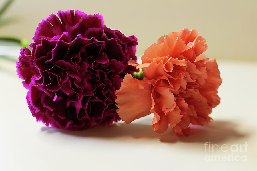 Carnations Photograph by Mim White