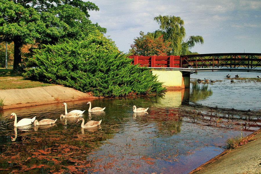 Sayreville NJ bridge and swan family Photograph by Geraldine Scull