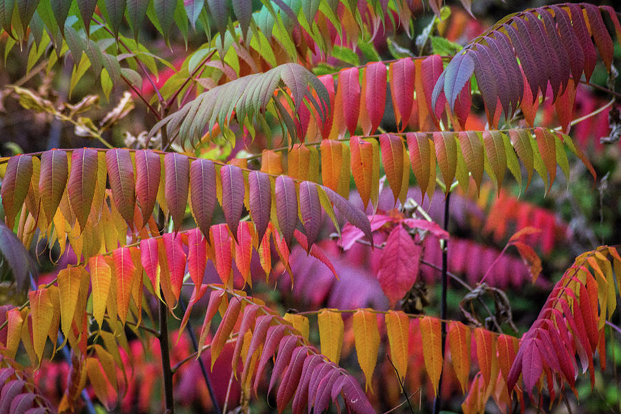 Carnival of Autumn Color Photograph by Bill Pevlor