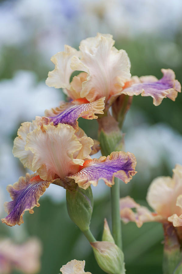 Carnival of Color 1. The Beauty of Irises Photograph by Jenny Rainbow