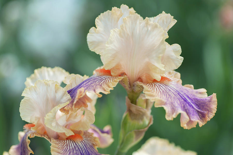 Carnival of Color 2. The Beauty of Irises Photograph by Jenny Rainbow