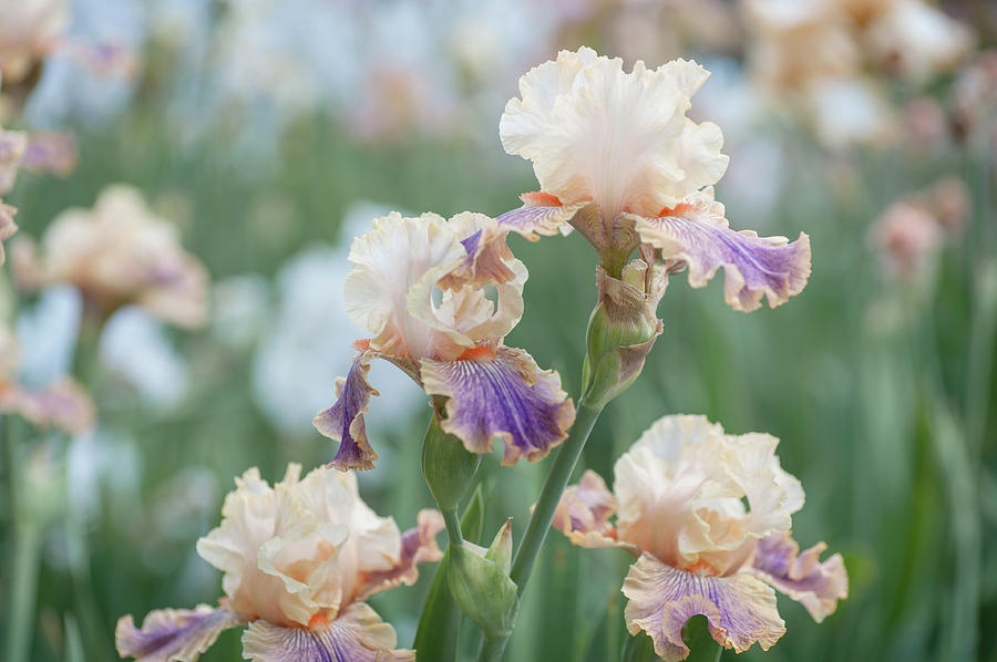 Carnival of Color 3. The Beauty of Irises Photograph by Jenny Rainbow