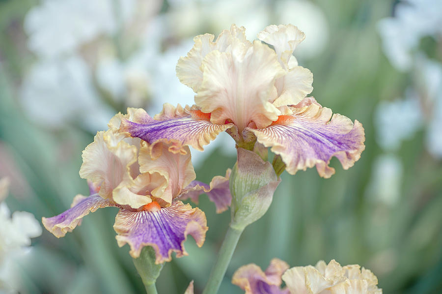 Carnival of Color. The Beauty of Irises Photograph by Jenny Rainbow