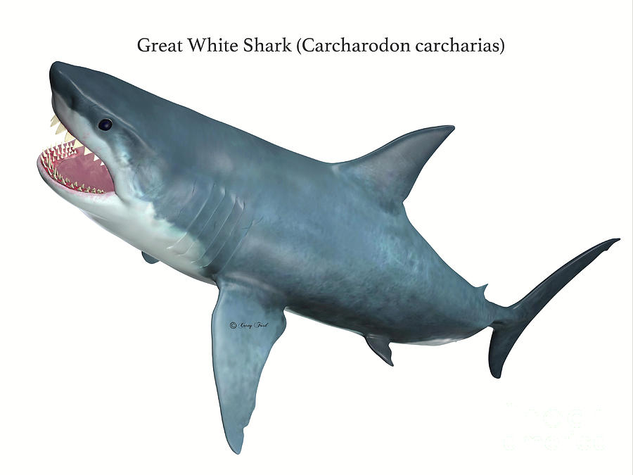 Carnivore Great White Shark Digital Art by Corey Ford