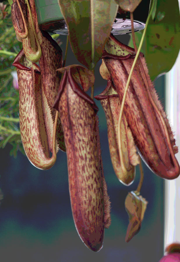 Carnivorous Pitcher Plant Photograph by Suzanne Gaff