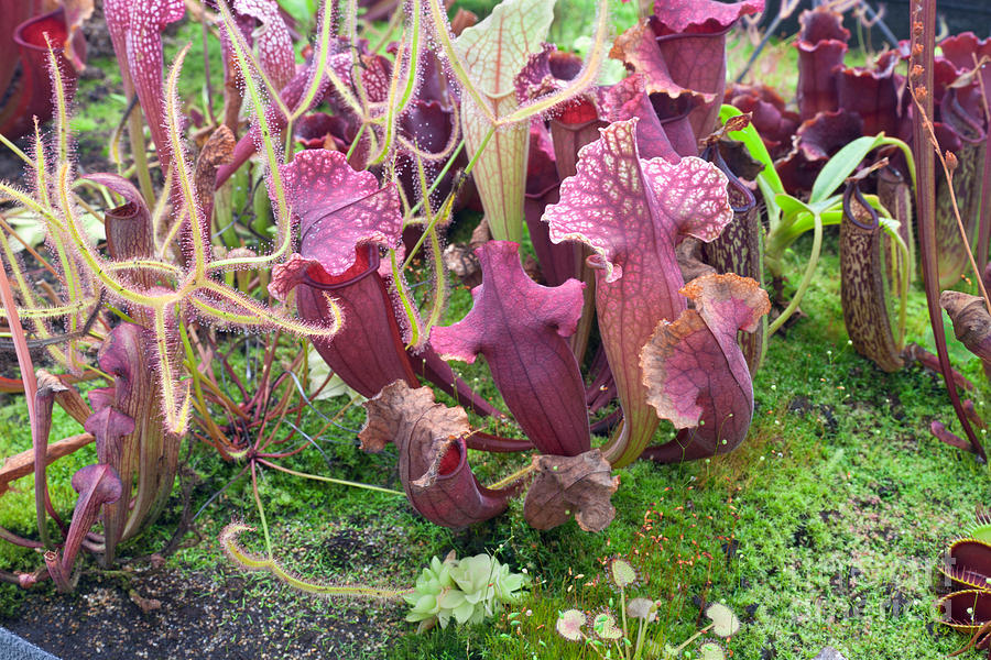 Carnivorous Plant Garden Photograph by Inga Spence - Pixels