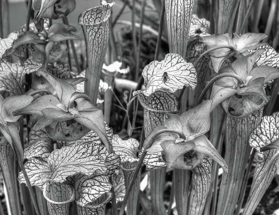 Carnivorous Plants Monochrome Photograph by Jeff Townsend