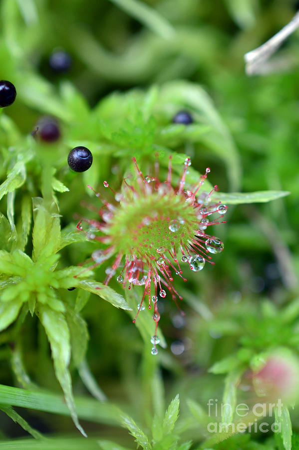 Carnivorous Sundew Photograph by Lila Fisher-Wenzel