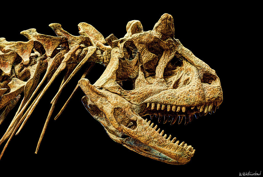 Carnotaurus skull Photograph by Weston Westmoreland