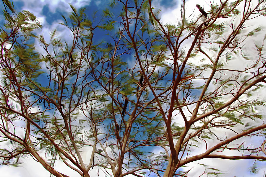Carob Tree Photograph by Munir Alawi
