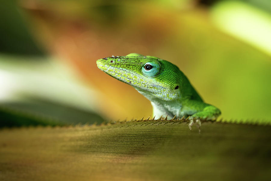 Carolina anole - Anolis carolinensis Photograph by Francisco Herrera ...