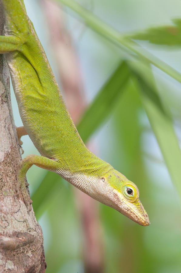 Carolina Anole Photograph by Derek Thornton