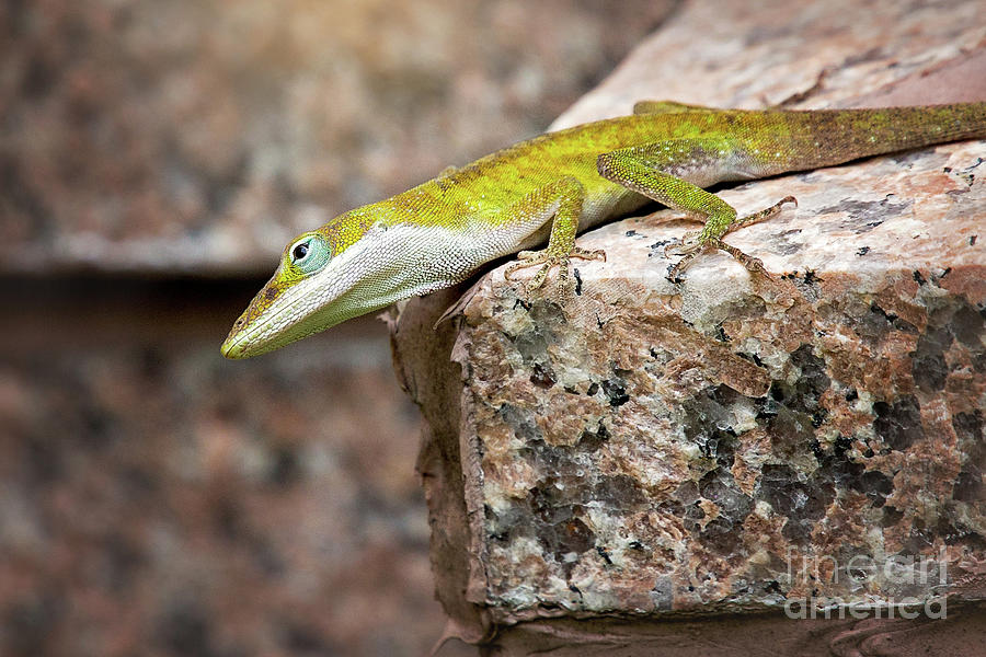 Carolina Anole Photograph by Sharon McConnell