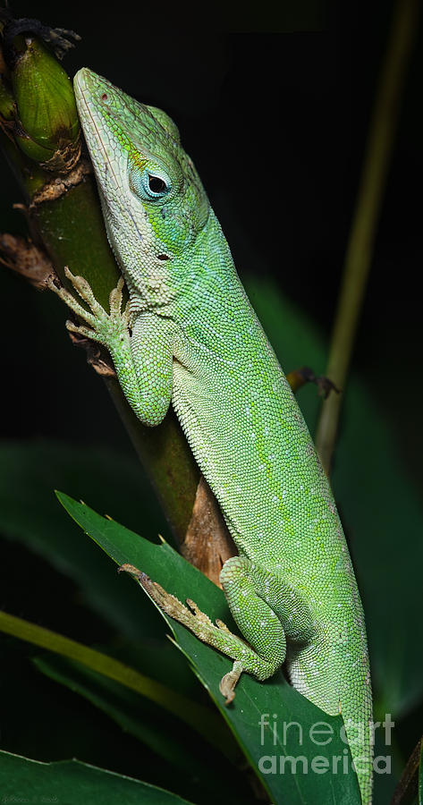 Carolina Anole Photograph by Warren Sarle - Fine Art America