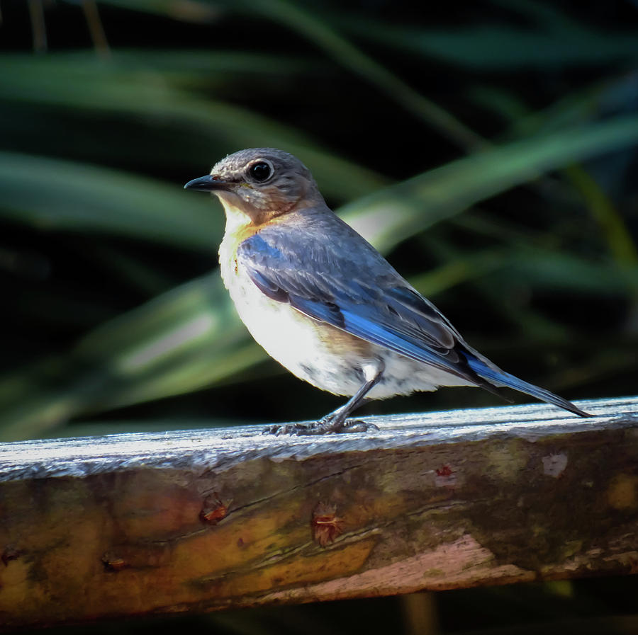 Carolina Bluebird Female Photograph by Karen Wiles