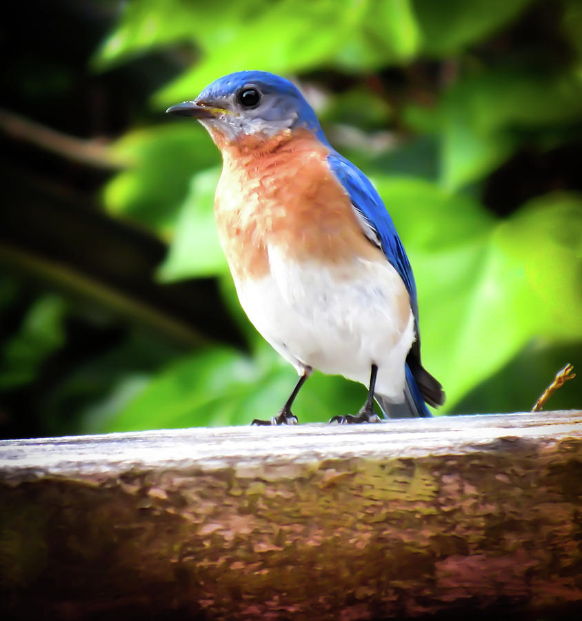 Carolina Bluebird Male Photograph by Karen Wiles
