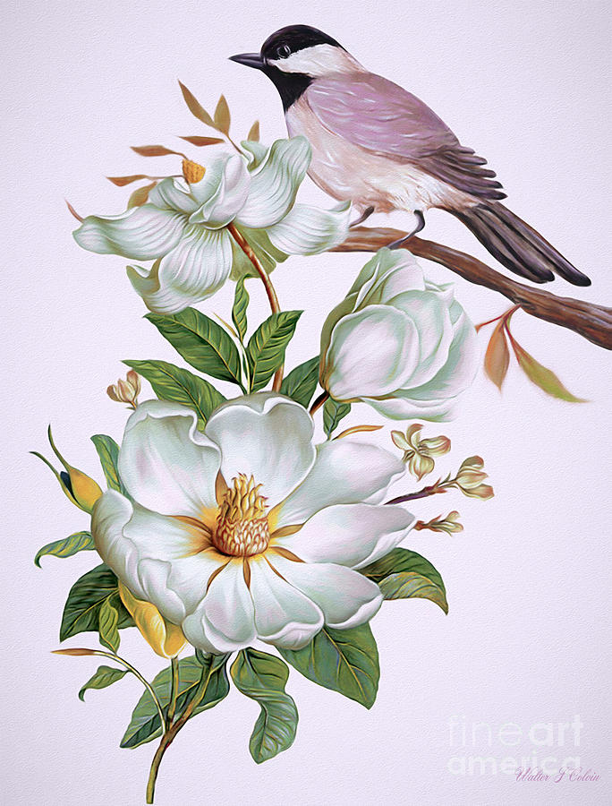  Carolina Chickadee and Magnolia Flower Digital Art by Walter Colvin