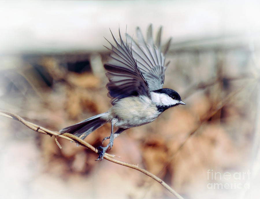 Carolina Chickadee - Come Fly With Me  Photograph by Kerri Farley