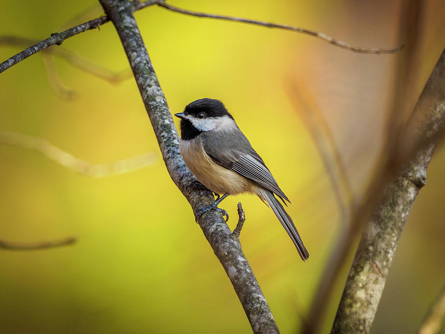 Carolina Chickadee Photograph by Timothy Harris