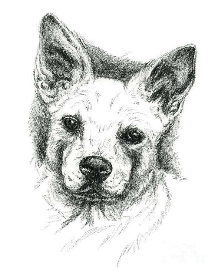 Carolina Dog Charcoal Portrait Drawing by MM Anderson
