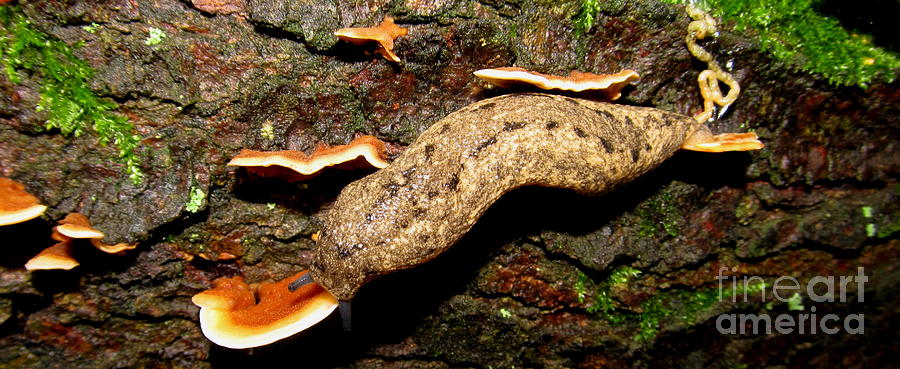 Carolina Mantle Slug Photograph by Joshua Bales