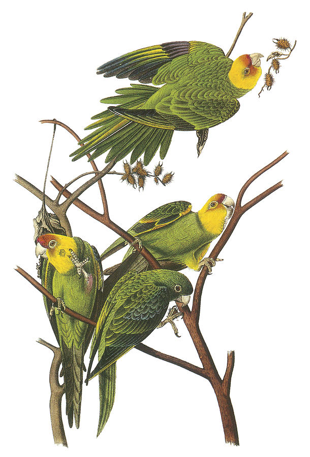 John James Audubon Painting - Carolina Parakeet by John James Audubon