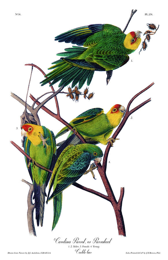 Carolina Parrot Audubon Birds of America 1st Edition 1840 Royal Octavo Plate 278 Painting by Orchard Arts