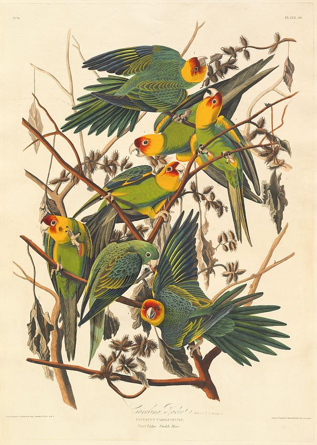 John James Audubon Drawing - Carolina Parrot by Dreyer Wildlife Print Collections 