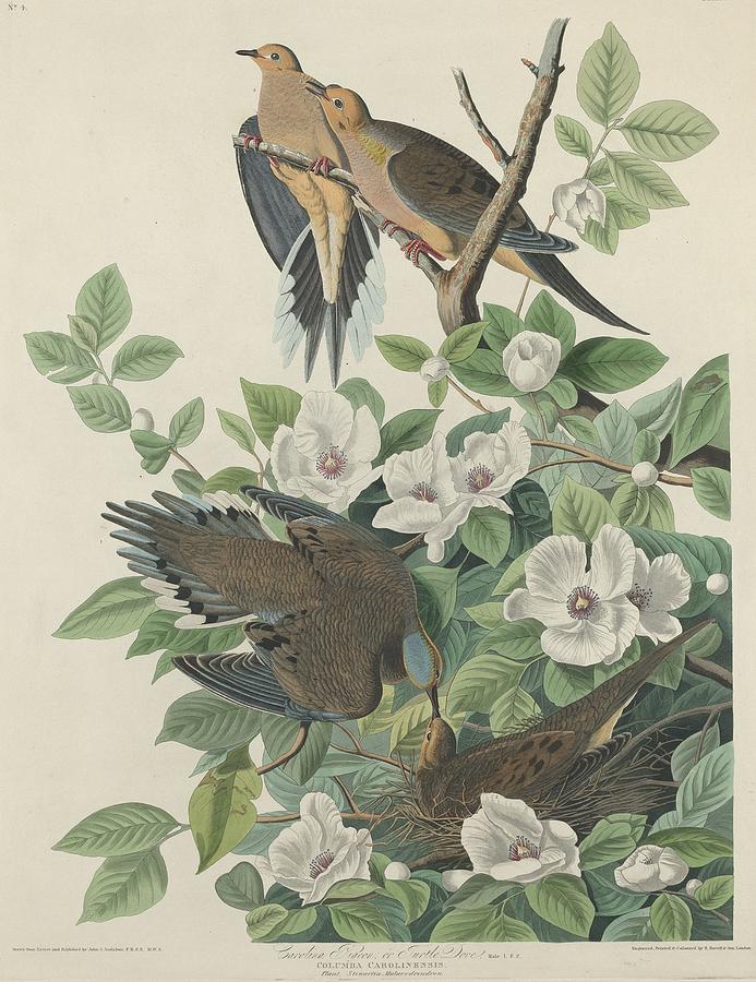 John James Audubon Drawing - Carolina Pigeon or Turtle Dove by Dreyer Wildlife Print Collections 