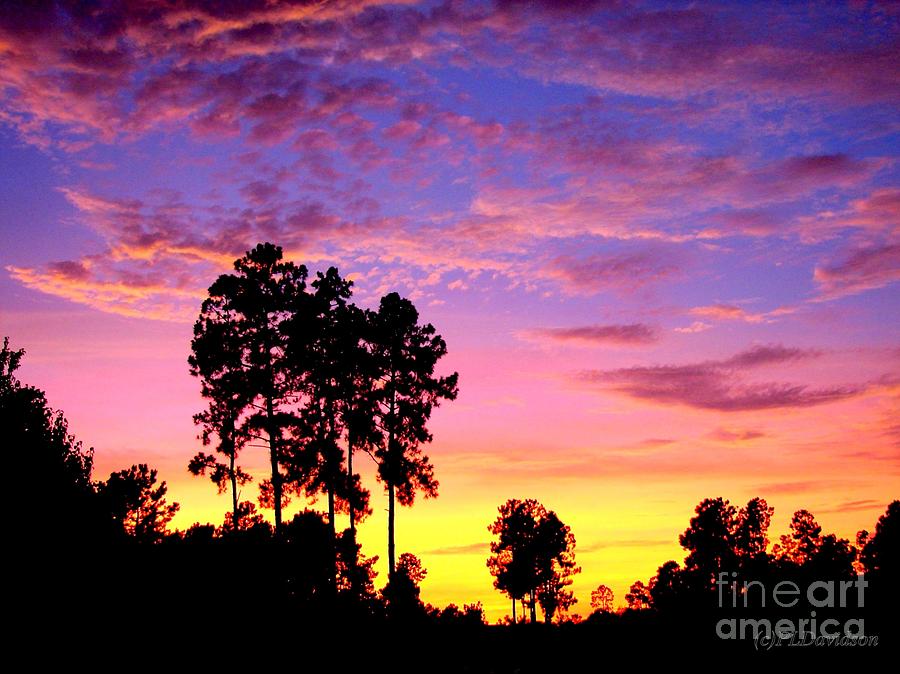 Carolina Pine Sunset Photograph by Pat Davidson