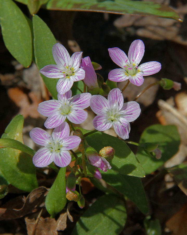 Carolina Spring Beauty Photograph by Doris Potter - Fine Art America