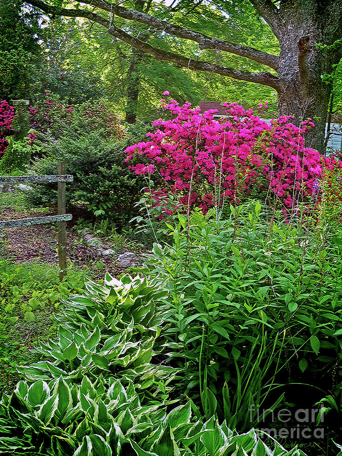 Carolina Spring Garden Photograph by Pat Davidson