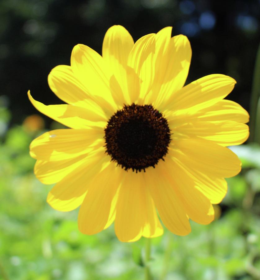 Carolina Sunflower Photograph by Cynthia Guinn