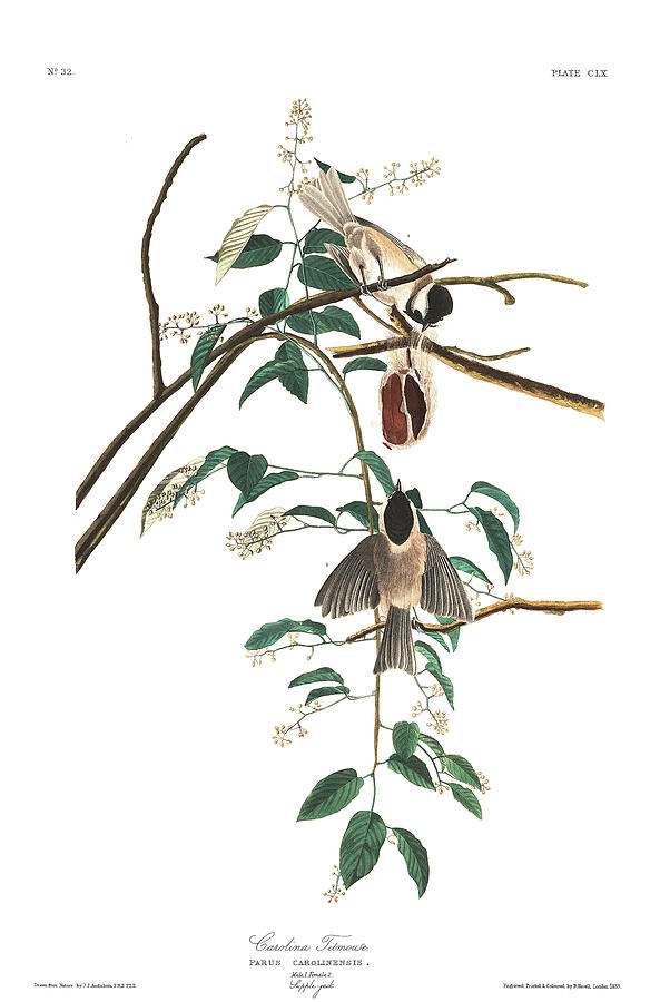 John James Audubon Painting - Carolina Titmouse by John James Audubon