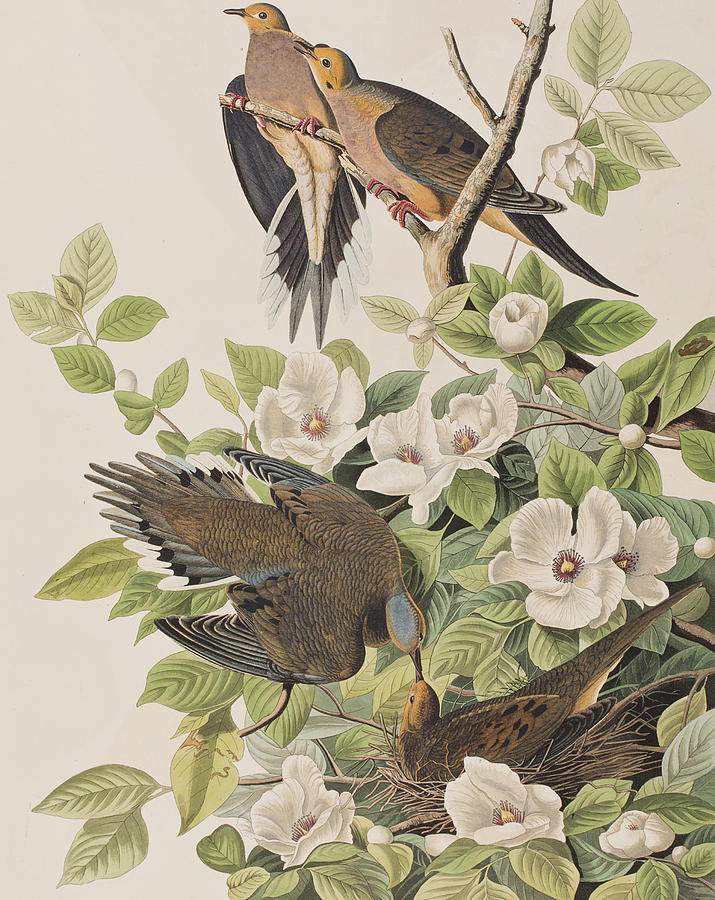 John James Audubon Drawing - Carolina Turtle Dove by John James Audubon