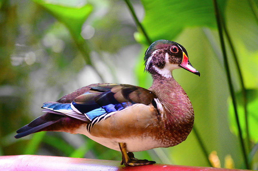 Carolina wood duck Photograph by Balram Panikkaserry - Pixels