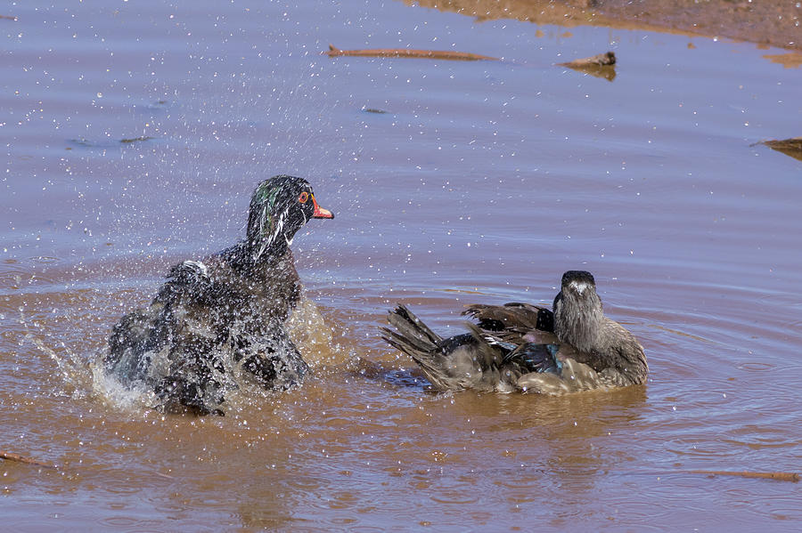 Carolina Wood Ducks - 2 Photograph by Chris Smith