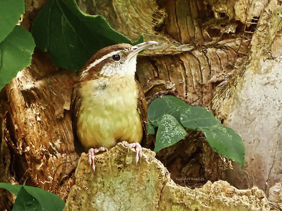 Carolina Wren Photograph by DigiArt Diaries by Vicky B Fuller