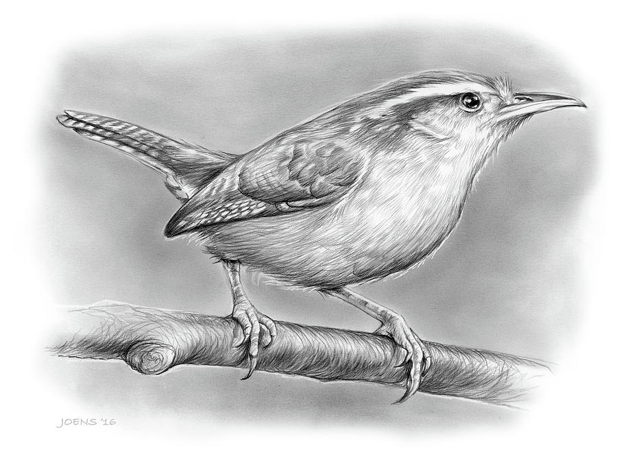 Bird Drawing - Carolina Wren by Greg Joens