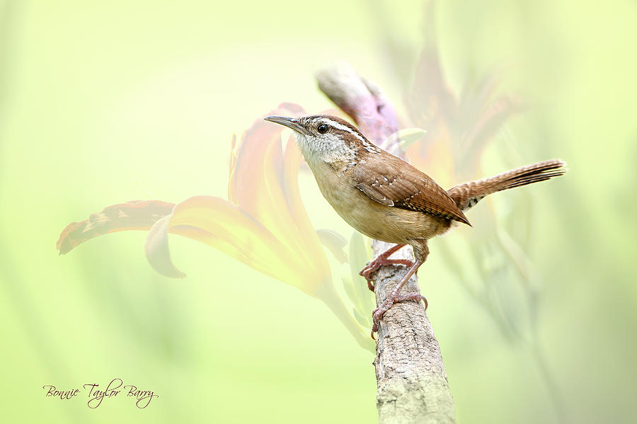 Wren Photograph - Carolina Wren in Early Spring by Bonnie Barry