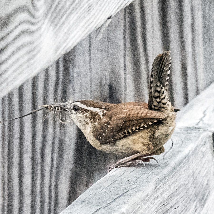 Carolina Wren Profile With Twig In Beak Tail Up Photograph by William Bitman