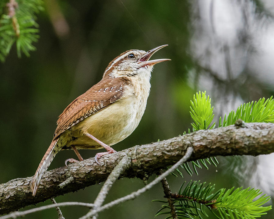 Carolina Wren Singing Photograph by Morris Finkelstein