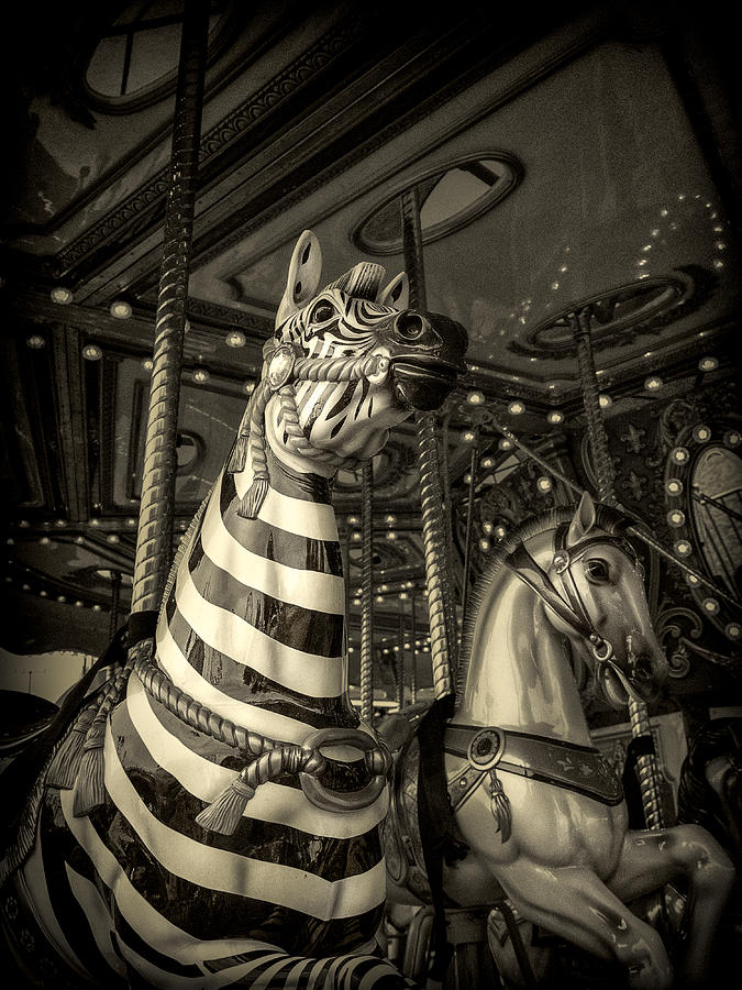Black And White Photograph - Carousel Zebra by Caitlyn Grasso